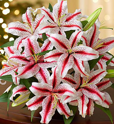 Got Candy Cane Lilies?